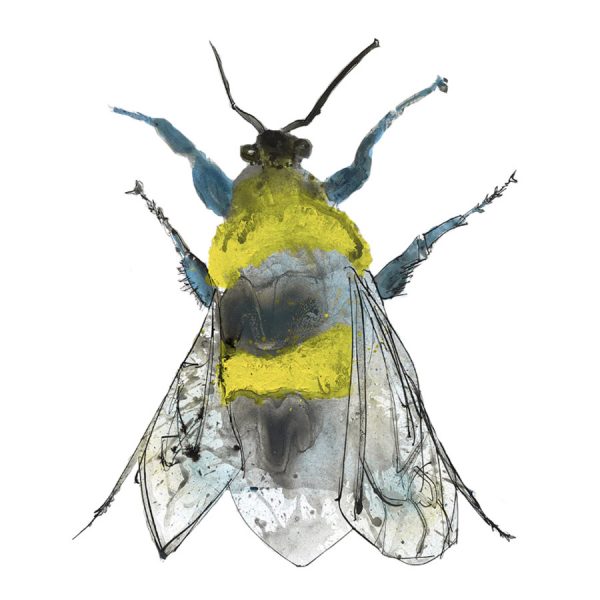 A bee called Barbara